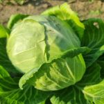 preco-postriekat-kapustu-infuziou-paliny-horka-obrana-pre-sladku-urodu.jpg