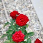 Prečo sa banánové šupky stali pokladom pre pestovateľov ruží: skrytý zdroj sviežich kvetov preco-sa-bananove-supky-stali-pokladom-pre-pestovatelov-ruzi-skryty.jpg