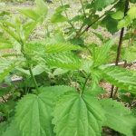 Prečo žihľava horí z nejakého dôvodu: premena buriny na elixír pre zeleninovú záhradu preco-zihlava-hori-z-nejakeho-dovodu-premena-buriny-na-elixir.jpg